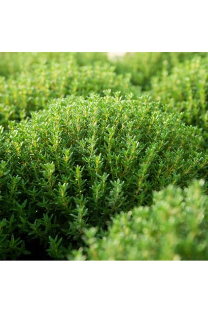 Подушкоподібний кущик чебрецю `Фредо` на клумбі